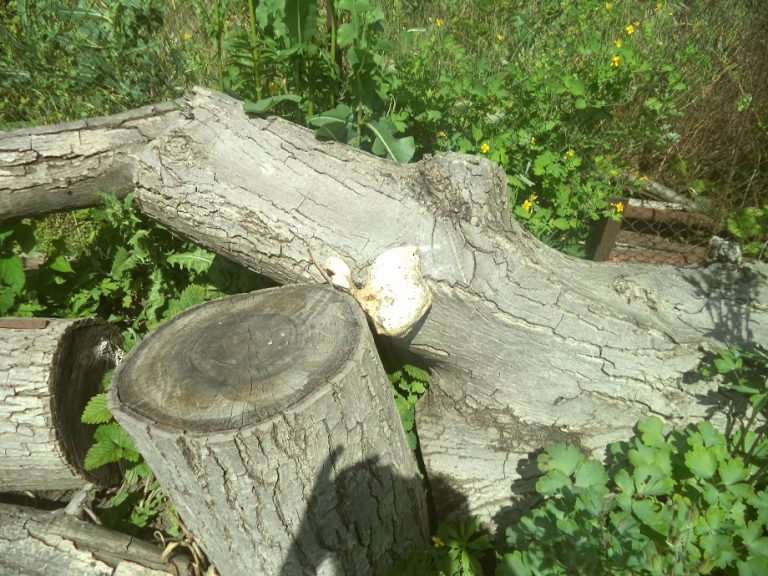 Через пень колоду | Устаревшие слова от А до Я